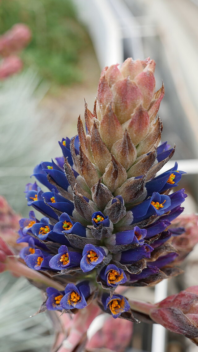 Eine äußerst seltene Blütenpracht: Puya venusta, Bromeliaceae (Herkunft: Chile)