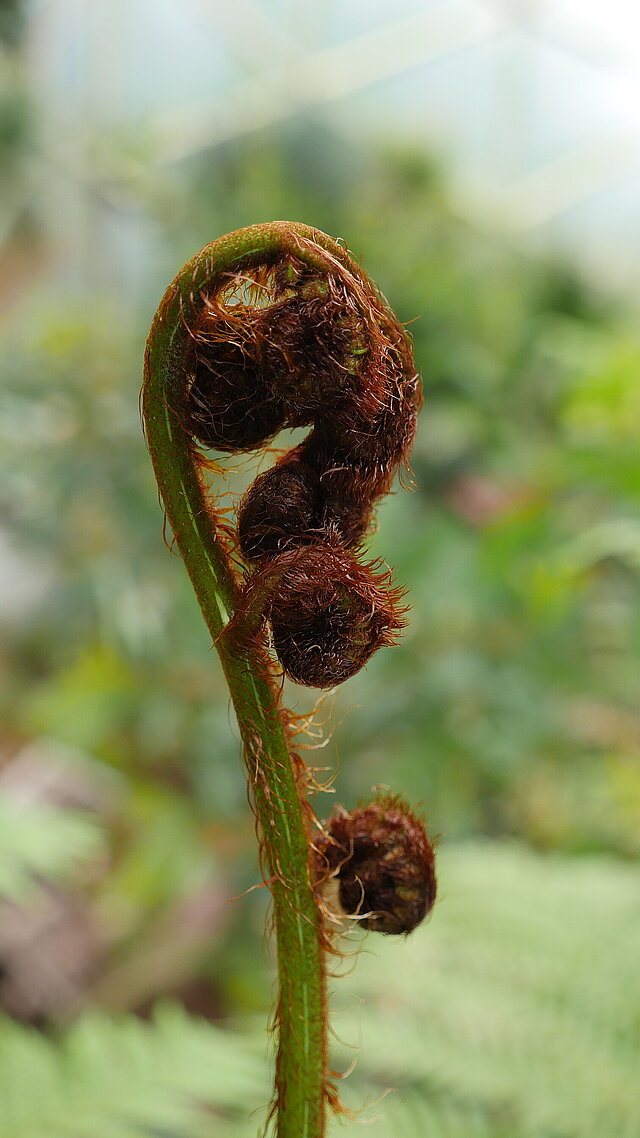 Ein frisches Farnblatt