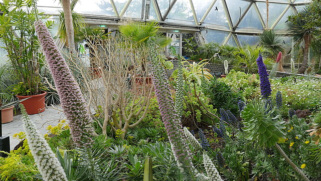 Vielfarbige Natternkopf-Hybride