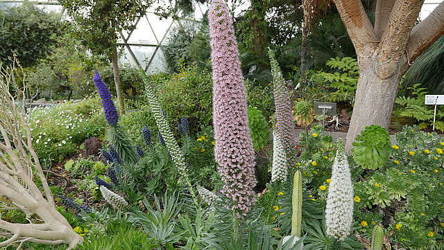 Vielfarbige Natternkopf-Hybride