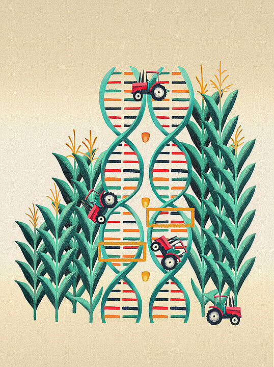 Grafische Illustration: In der Mitte zwei vertikale DNA-Stränge, links und rechts darum Maispflanzen. Auf der DNA fahren Traktoren.