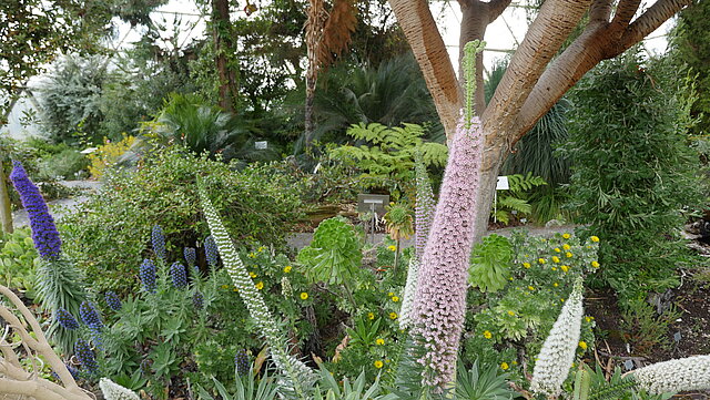 Vielfarbige Natternkopf-Hybride