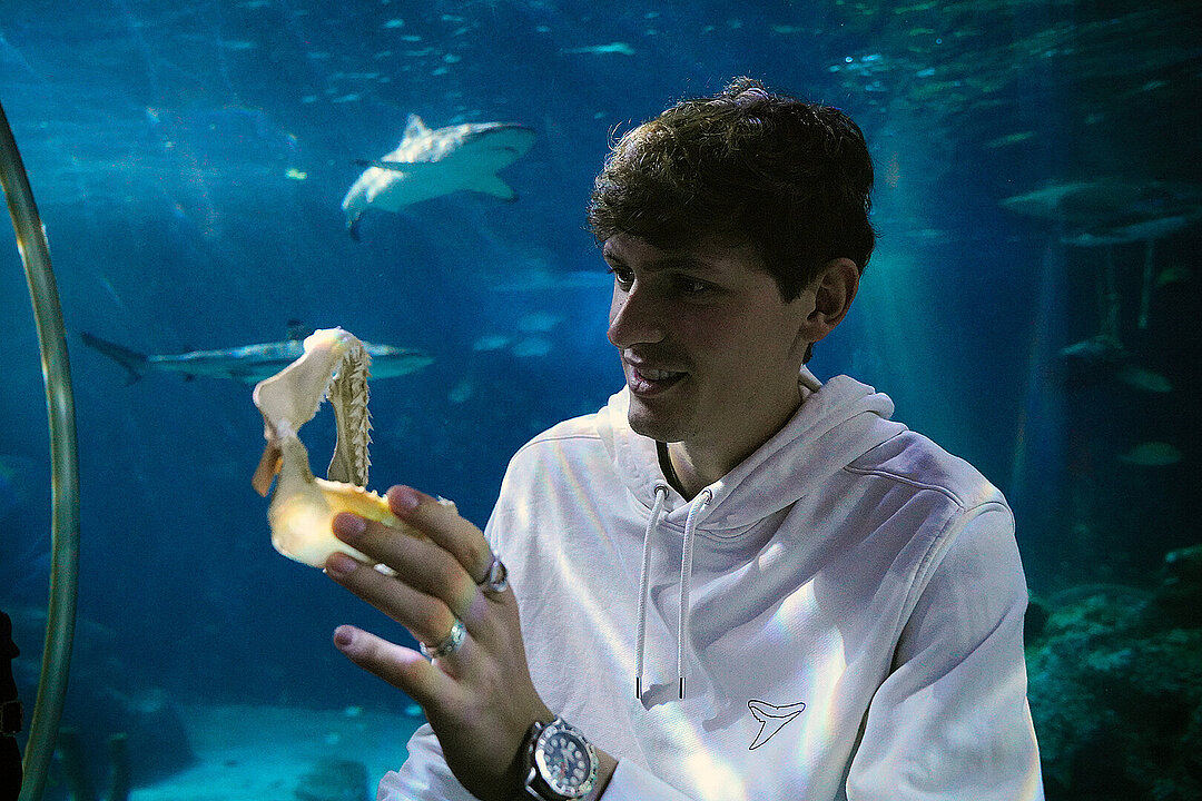 Maximilian Baum steht im Haitunnel von Sealife Oberhausen und hält das Gebiss eines Hais. Im Hintergrund schwimmen Fische und auch ein Hai.