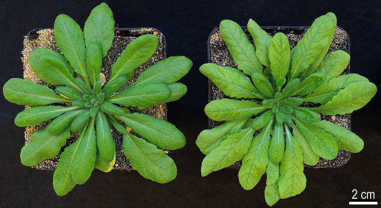 Zwei Exemplare der Pflanze Ackerschmalwand (Arabidopsis) von oben gesehen. Links der Wildtyp, rechts ohne das Transportprotein RE1. Das rechte Blatt ist verändert, wirkt heller und die Blätter sind nach innen gekrümmt.