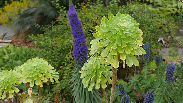 Aeonium holochrysum, dahinter der Natternkopf "Stolz von Madeira" (Echium candicans)