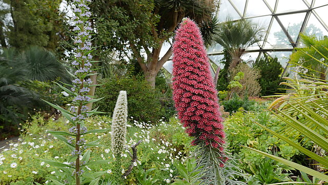 Diamant-Natternkopf (Echium wildpretii) mit roten Blüten
