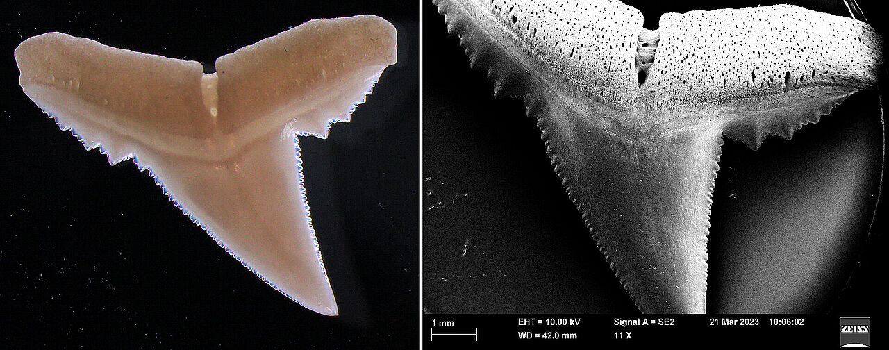 Nebeneinanderstehend ein Foto eines Haizahns und daneben die rasterelektronenmikroskopische Aufnahme desselben Zahns.