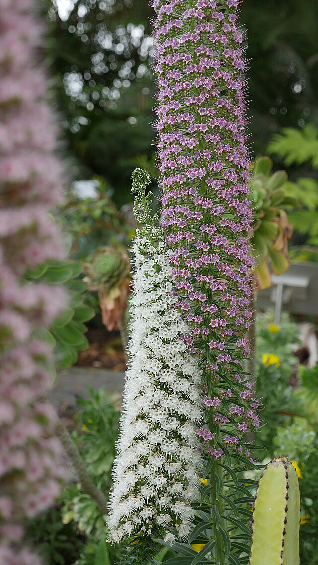 Vielfarbige Natternkopf-Hybride