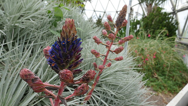 Eine äußerst seltene Blütenpracht: Puya venusta, Bromeliaceae (Herkunft: Chile)