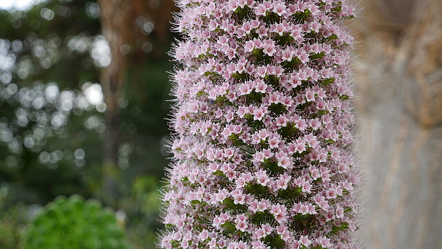 Rosafarbener Natternkopf