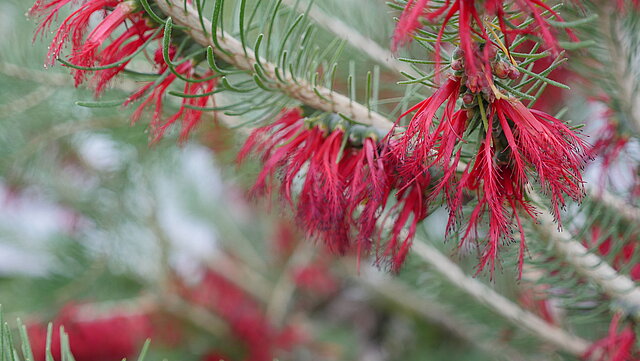 Calothamnus spec., ein Myrtengewächs